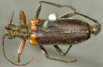 Media type: image;   Entomology 3988 Aspect: habitus dorsal view